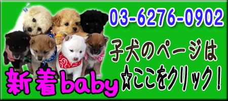 子犬情報